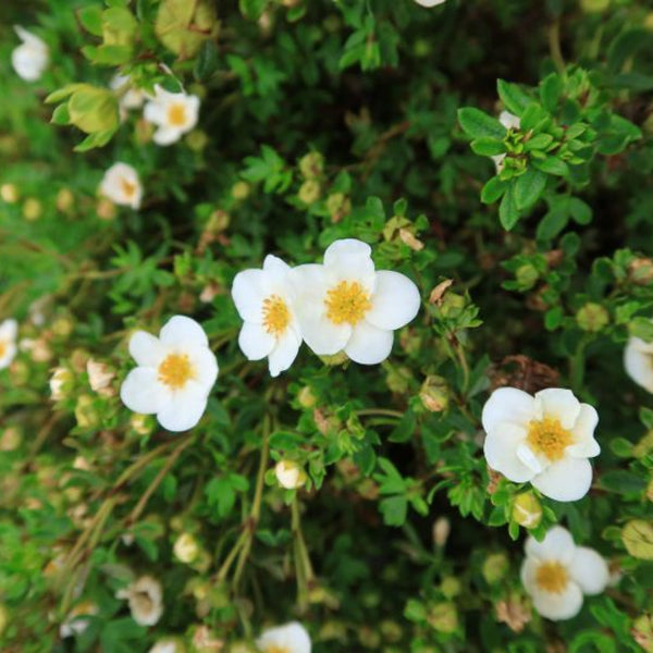 Potentilla fruticosa 'Blink'