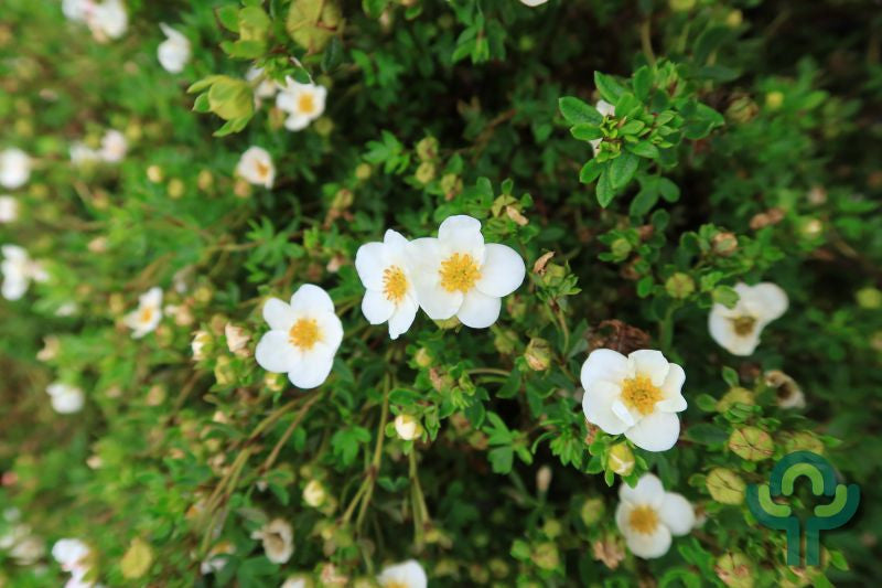 Potentilla fruticosa 'Blink'