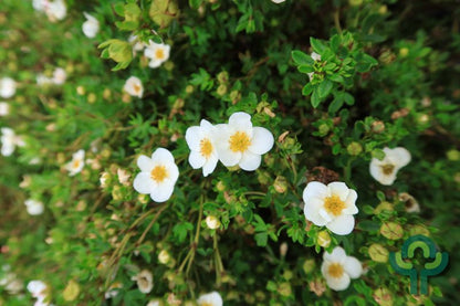 Potentilla fruticosa 'Blink'