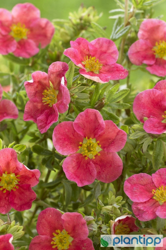 Potentilla fruticosa Danny Boy