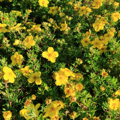 Potentilla fruticosa 'Goldfinger'