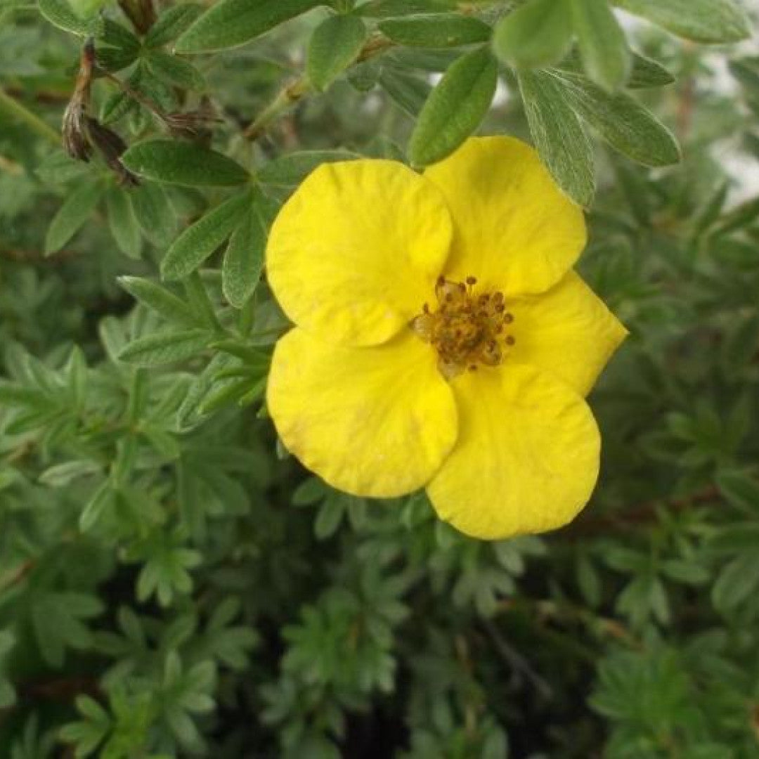 Potentilla fruticosa 'Goldstar'