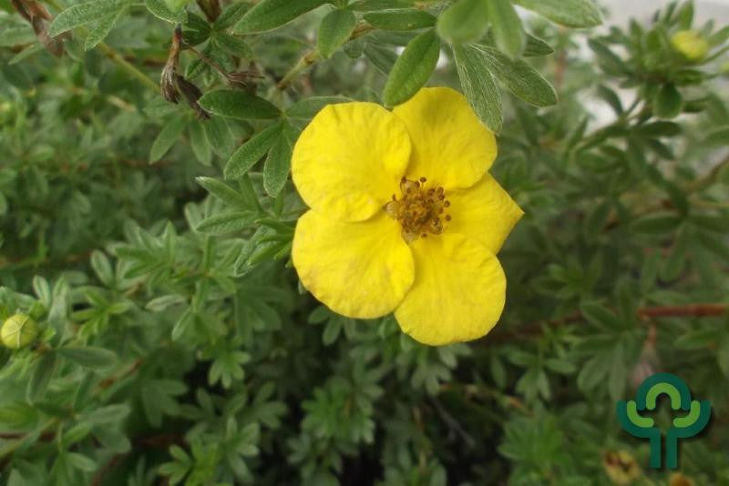 Potentilla fruticosa 'Goldstar'
