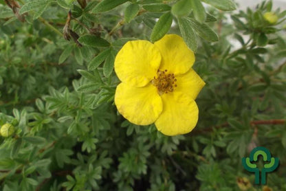 Potentilla fruticosa 'Goldstar'