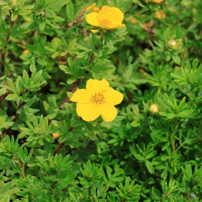 Potentilla fruticosa 'Goldteppich'