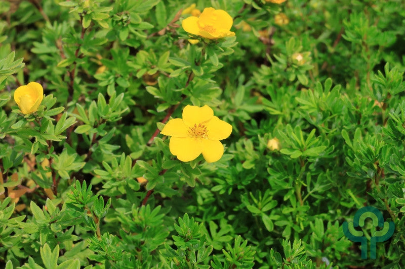 Potentilla fruticosa 'Goldteppich'