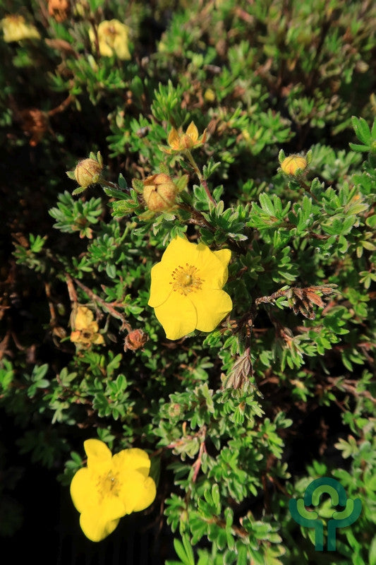 Potentilla fruticosa 'Kobold'