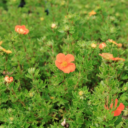 Potentilla fruticosa 'Red Ace'