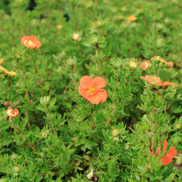 Potentilla fruticosa 'Red Ace'