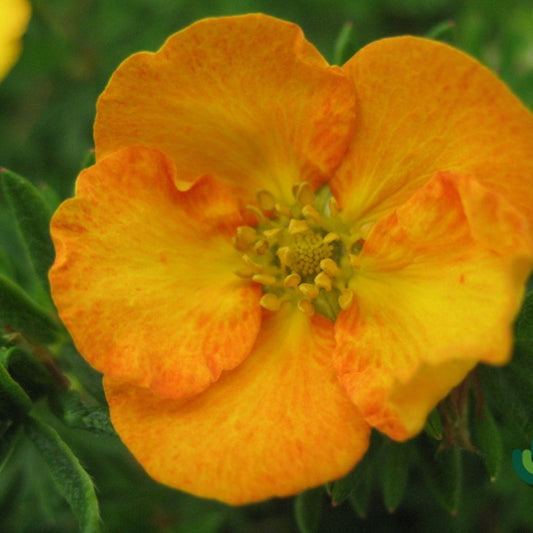 Potentilla fruticosa 'Tangerine'
