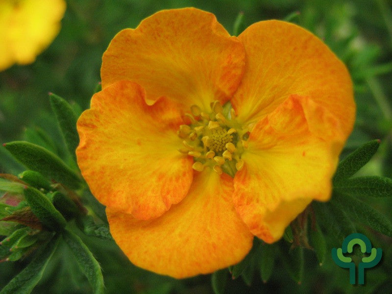 Potentilla fruticosa 'Tangerine'
