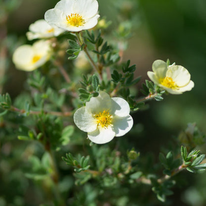 Potentilla fruticosa 'Tilford Cream'