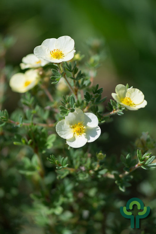 Potentilla fruticosa 'Tilford Cream'
