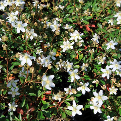 Potentilla tridentata 'Nuuk'