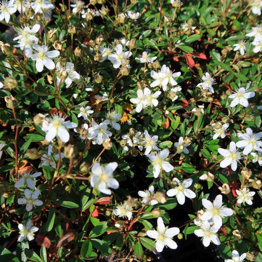 Potentilla tridentata 'Nuuk'
