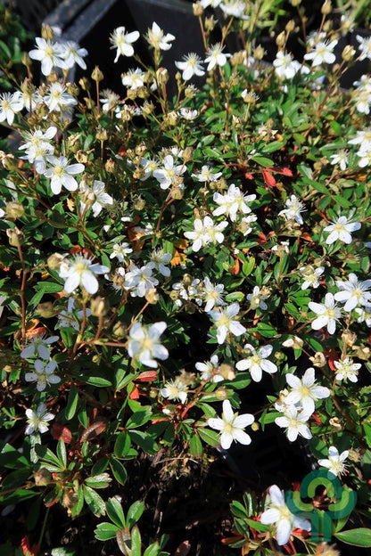 Potentilla tridentata 'Nuuk'