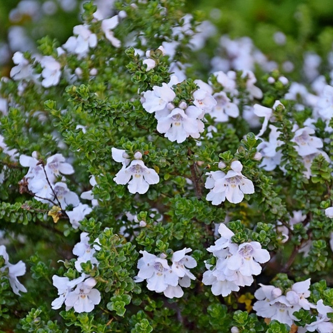 Prostanthera cuneata