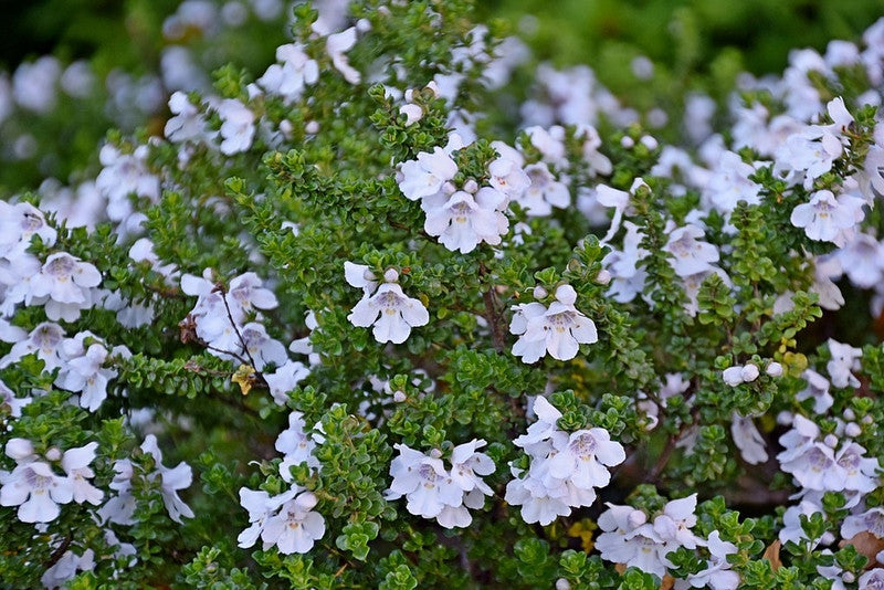 Prostanthera cuneata