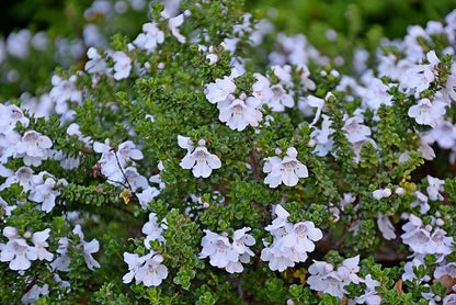 Prostanthera cuneata