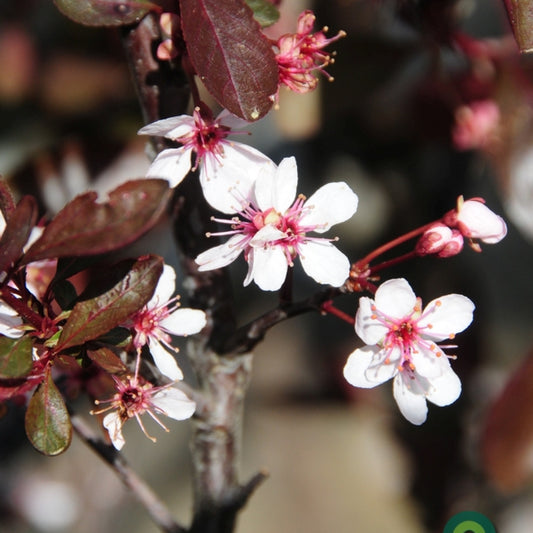 Prunus cistena
