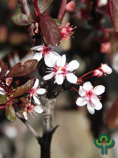 Prunus cistena