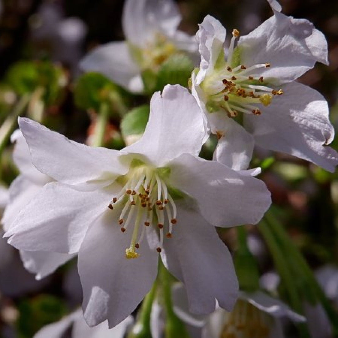 Prunus incisa 'Kojou-no-mai'