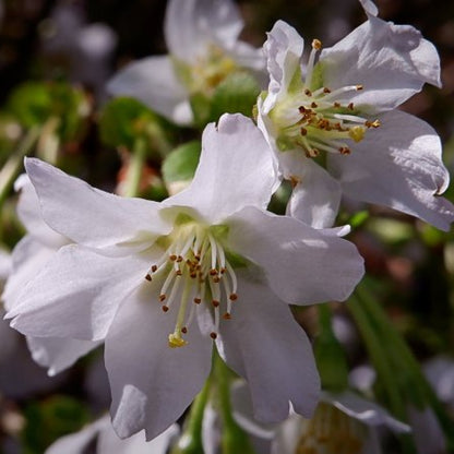 Prunus incisa 'Kojou-no-mai'