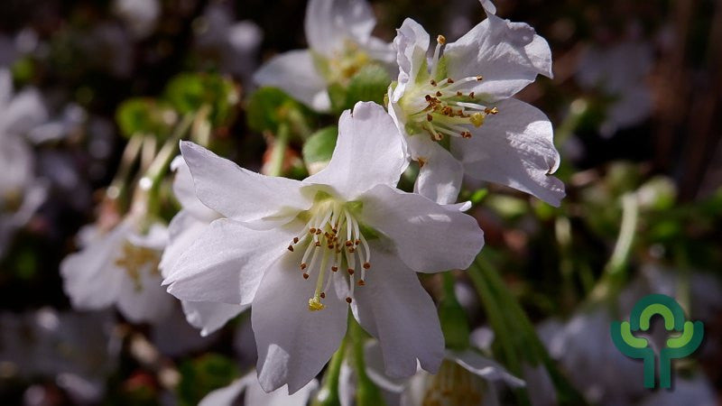 Prunus incisa 'Kojou-no-mai'