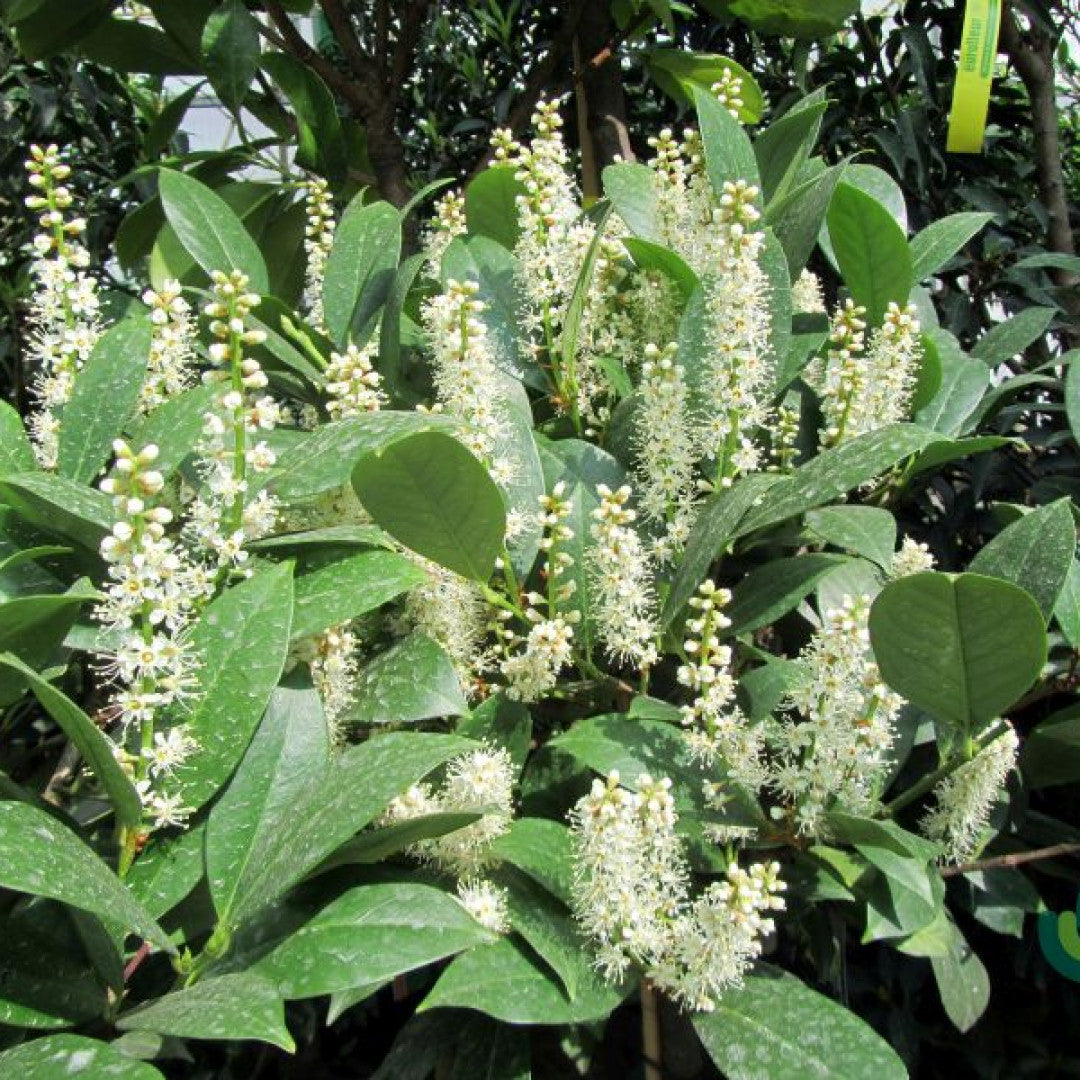 Prunus laurocerasus 'Mano'