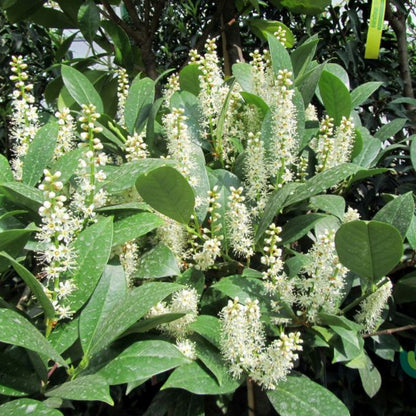 Prunus laurocerasus 'Mano'