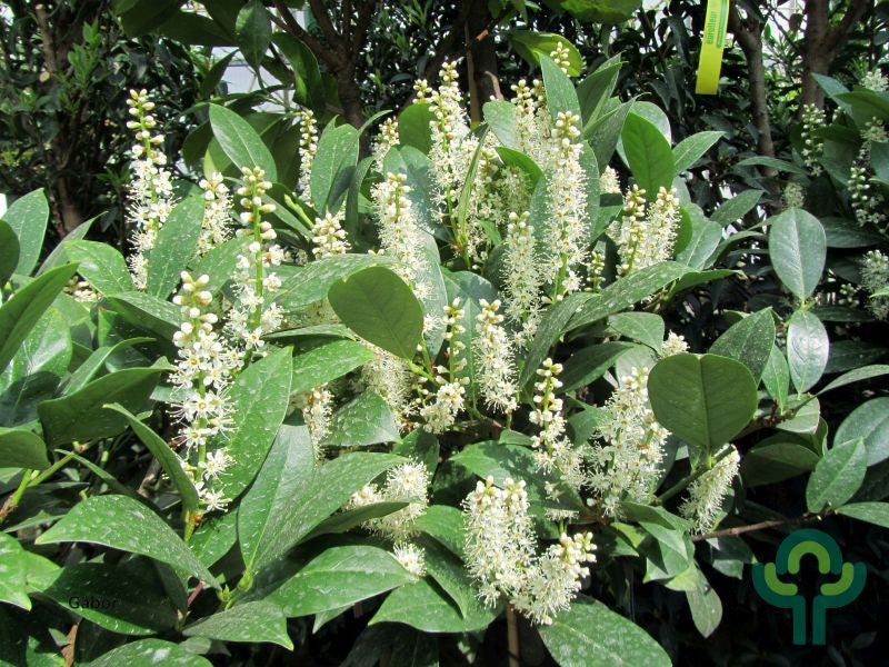 Prunus laurocerasus 'Mano'