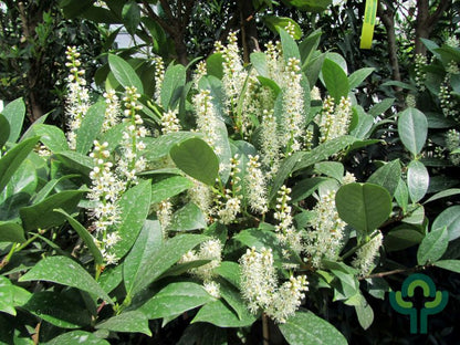 Prunus laurocerasus 'Mano'