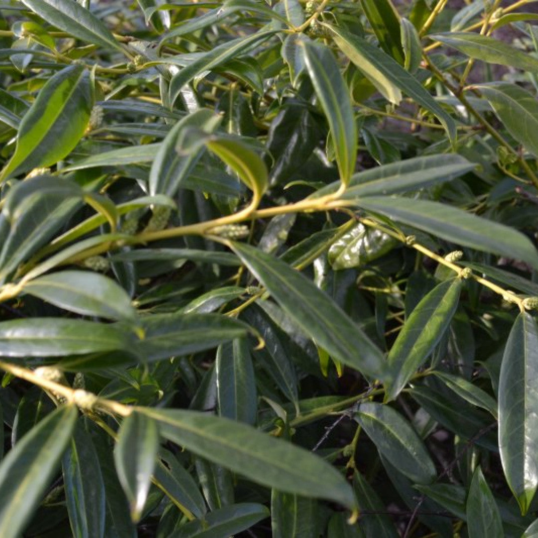 Prunus laurocerasus 'Zabeliana'