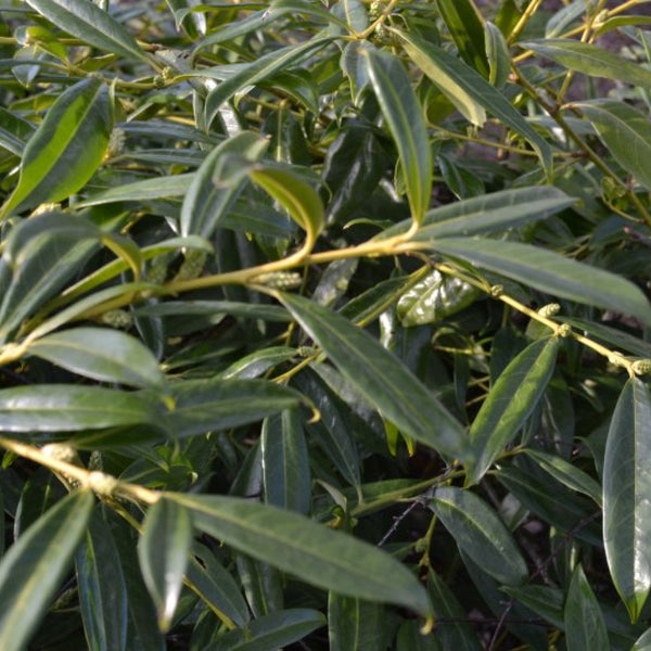 Prunus laurocerasus 'Zabeliana'