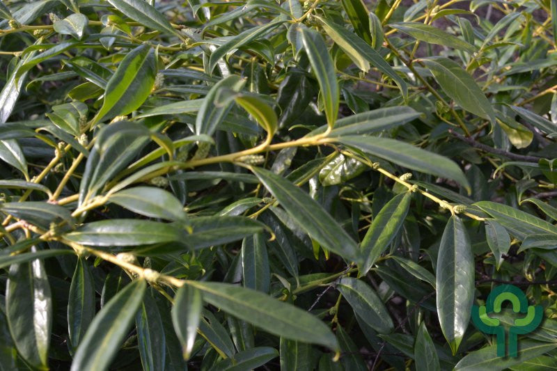 Prunus laurocerasus 'Zabeliana'