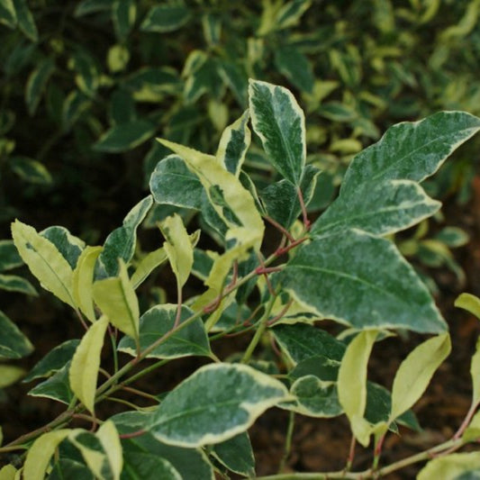 Prunus lusitanica 'Variegata'