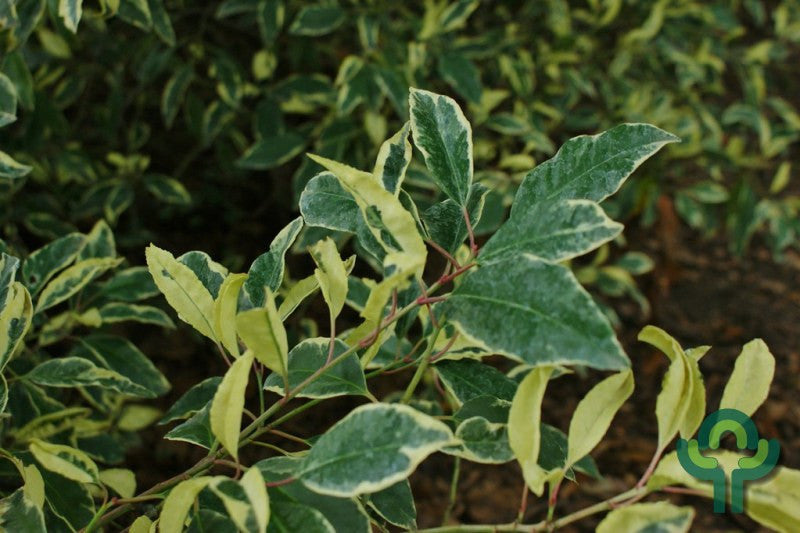 Prunus lusitanica 'Variegata'