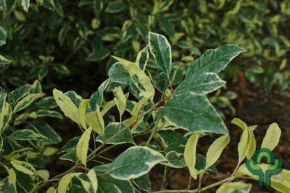 Prunus lusitanica 'Variegata'