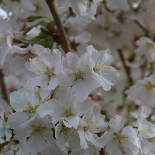 Prunus nipponica 'Brillant'