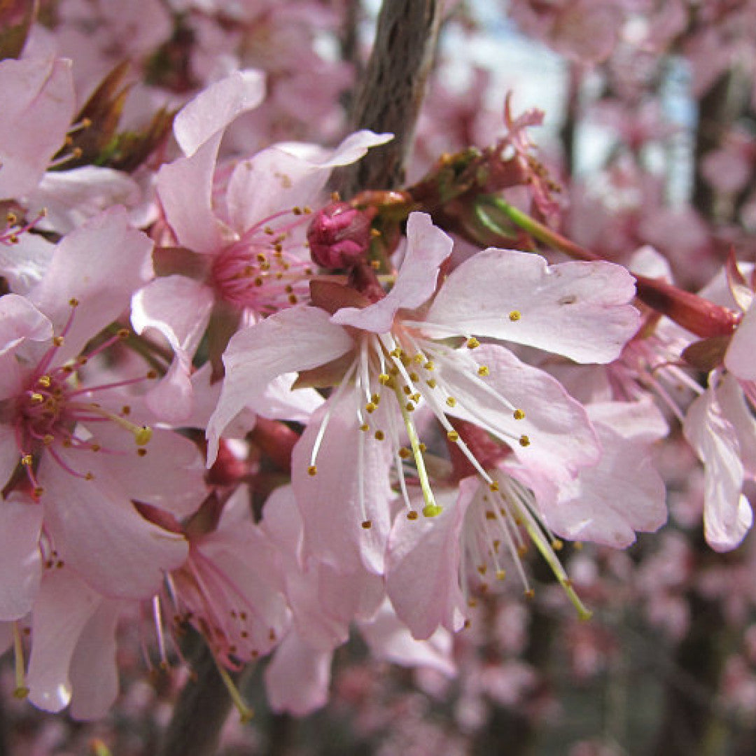 Prunus nipponica 'Ruby'