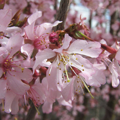 Prunus nipponica 'Ruby'