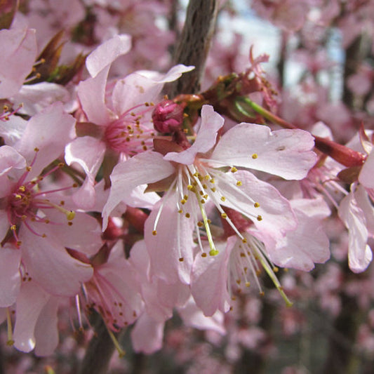 Prunus nipponica 'Ruby'