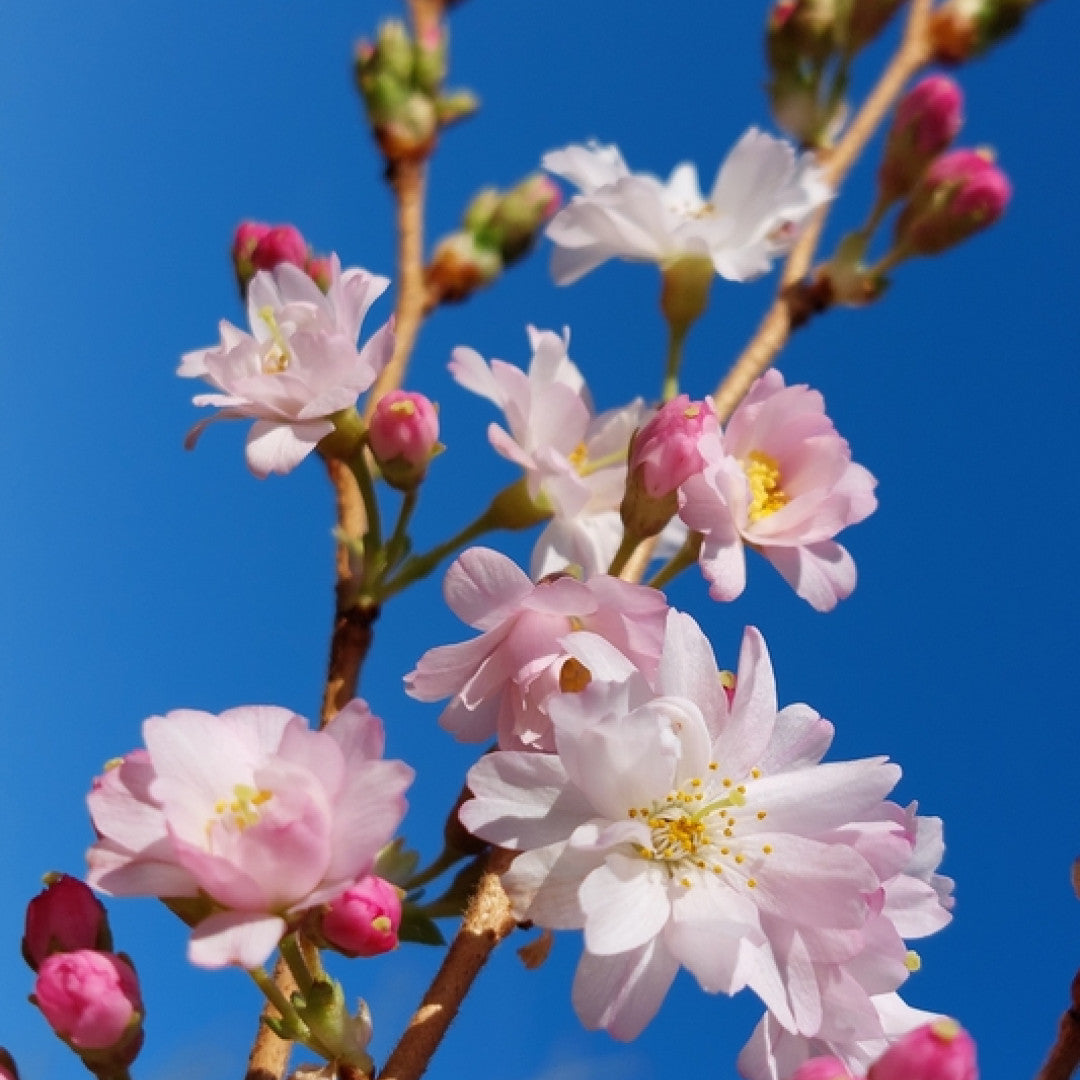 Prunus subhirtella 'Autumnalis Rosea'