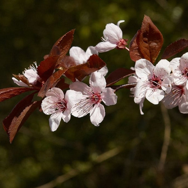 Prunus cerasifera 'Nigra'