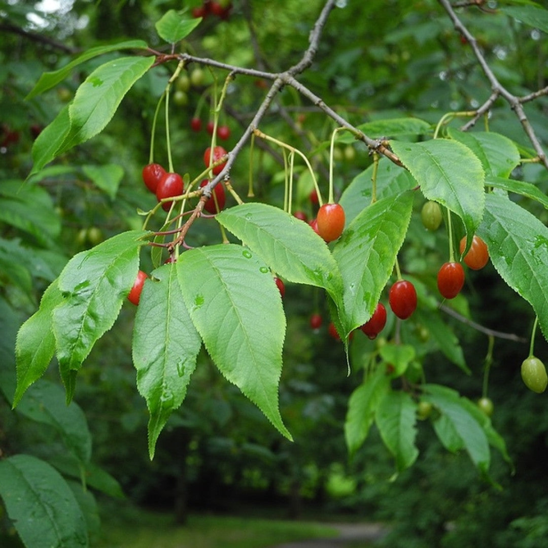 Prunus serrula