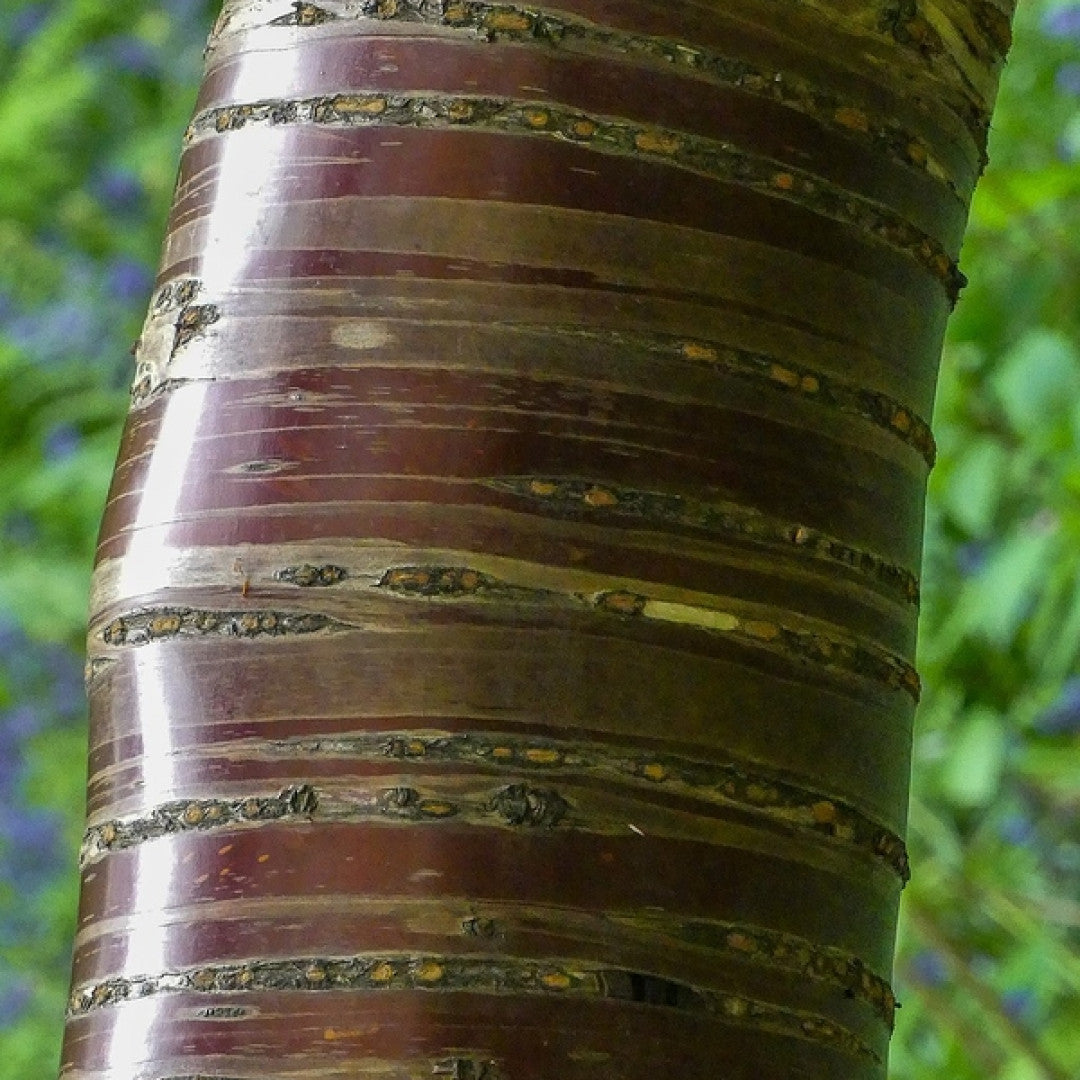 Prunus serrula