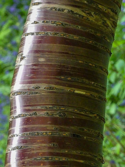 Prunus serrula