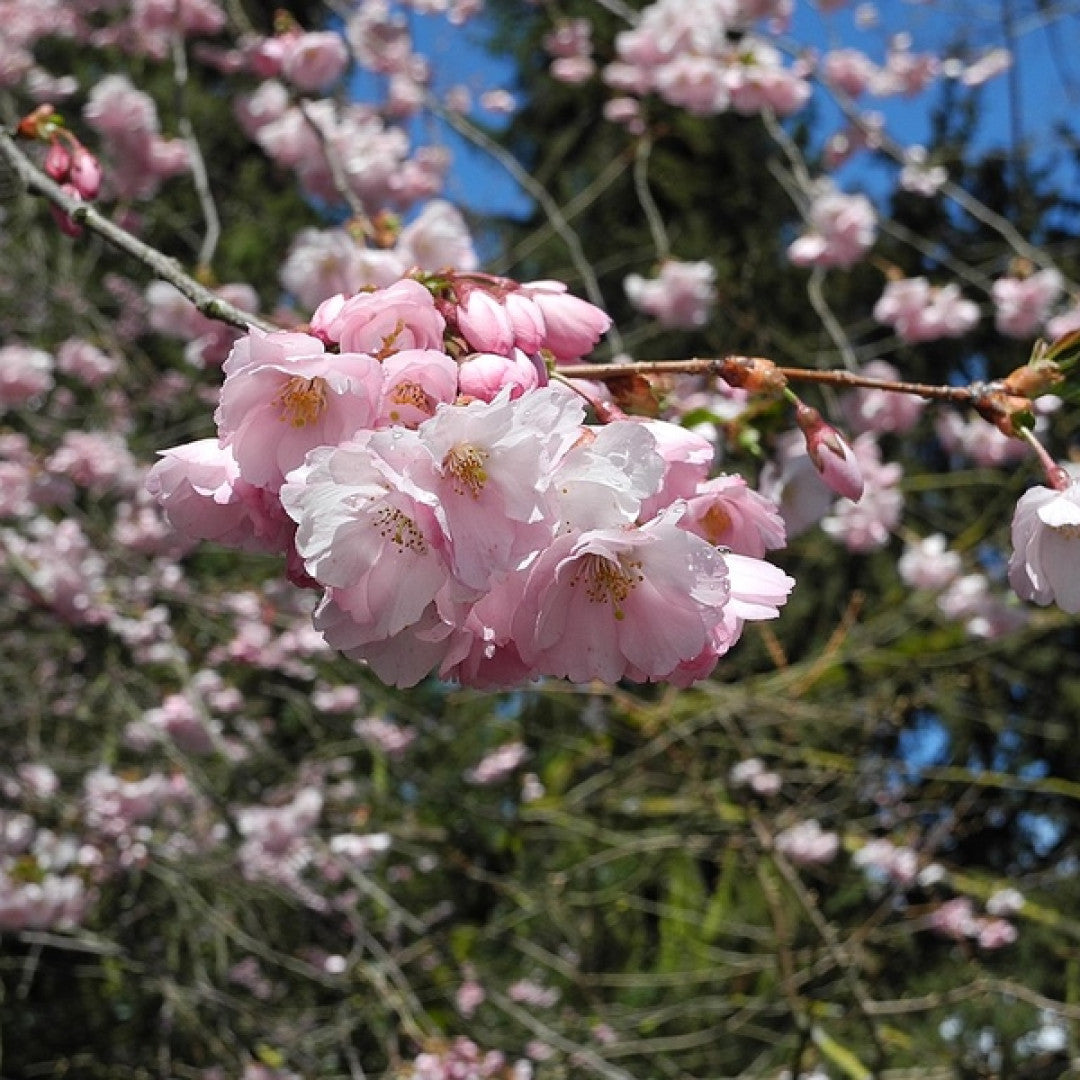 Prunus serrulata 'Amanogawa'