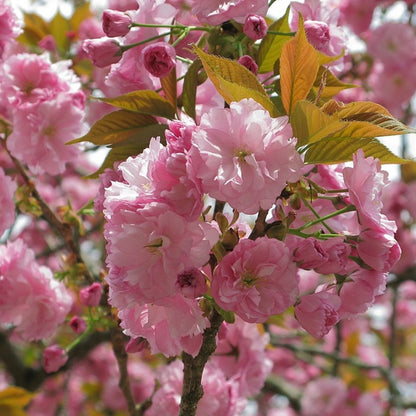 Prunus serrulata 'Kanzan'