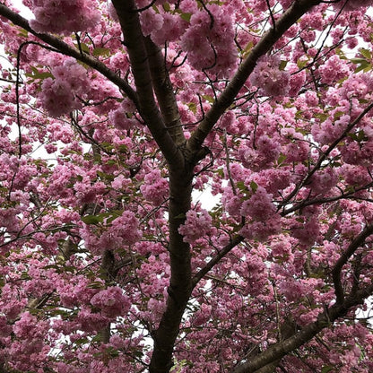 Prunus serrulata 'Kanzan'